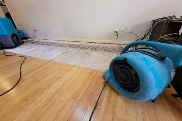 Mold Removal Services